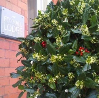 Have you noticed our Ivy trees?