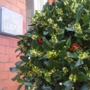 Have you noticed our Ivy trees?